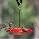Aspects Hummingbird
