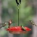 Aspects Hummingbird Hummzinger Ultra Feeder