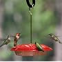 Aspects Hummingbird Hummzinger Ultra Feeder