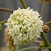 Desmanthus illinoensis (Illinois Bundleflower) - Bulk Wildflower Seeds