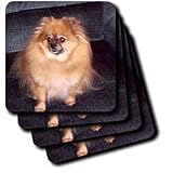 Dogs Pomeranian - Pomeranian Dog - Coasters