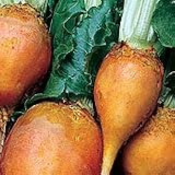 Organic Yellow Intermediate Mangel Beet - 50 Seeds