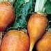 Organic Yellow Intermediate Mangel Beet - 50 Seeds