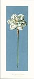 Antique Renaissance Floral Art Lithograph Print White Narcissus Flowers By Francesco Mengucci