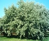 Elaeagnus augustifolia: Russian Olive Seeds
