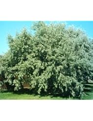 Elaeagnus augustifolia: Russian Olive Seeds