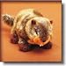 Marmot Plush Animal, 14 Inches (Moots Stuffed Marmot)