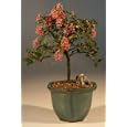 Bonsai Boy's Flowering Weeping Barbados Cherry Bonsai Tree<br><i>(Malpighia Pendiculata)</i>