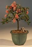 Compare Prices of Bonsai Boy's Flowering Dwarf Weeping Barbados Cherry Bonsai Tree Malpighia Pendiculata by Bonsai Boy