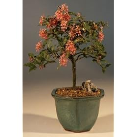 Bonsai Boy's Flowering Dwarf Weeping Barbados Cherry Bonsai Tree - Medium(Malpighia Pendiculata)