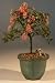 M&M BONSAI BARBADOS CHERRY BONSAI TREE
