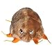 Giant Microbes Plush: Mange