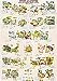 Frogs and Toads Poster(#42)