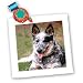 Dogs Australian Cattle - Australian Cattle Dog - Quilt Squares