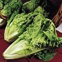 SUTTONS SEEDS: Organic Lettuce Cos Parris Island Seeds (260 seeds) Alan Titchmarsh Range