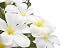 Plumeria Alba Flowers Isolated on White Background. - 36