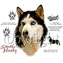 Siberian Husky Adult Sweatshirt
