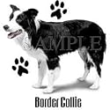 Border Collie Adult Sweatshirt