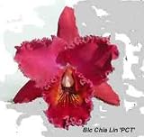 Blc Chia Lin 