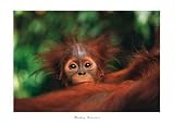 Produkt-Bild: Monkey Business