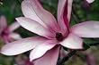 Saucer Magnolia Randy Five Gallon Tree