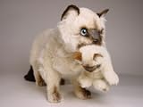 Siamese Cat with Kitten - Lifelike Plush|One Size - 24 inches