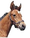 Foal Halter standard - Black shetlandfoal