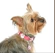 Designer Leather Dog Collar - Soho Retro Hot Pink / Baby Pink Flowers - X - Small (XS)