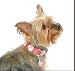 Pet Supplies : Designer Leather Dog Collar - Soho Retro Hot Pink / Baby Pink Flowers - Small