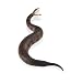 Safari Incredible Creatures: Cottonmouth Water Mocassin