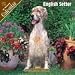 2008 English Setter 2008 16 Month Wall Calendar **IN STOCK NOW**