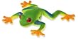 RepPals: Red-Eyed Tree Frog