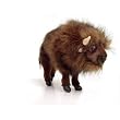 Buffalo (American Bison) Stuffed Animal Plush Toy 16.5"L