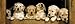 golden retriever - Golden Retriever Puppies Poster Print