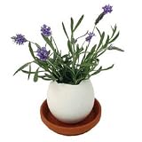 Lavender Eggling