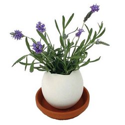Lavender Eggling