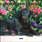 Black Labrador Retriever Puppies 2008 Mini Wall Calendar - Dog Calendars