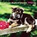 German Shepherd Puppies 2009 Mini Wall Calendar