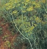 Herb Dill Bouquet OG 100 Seeds per Packet