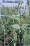 NETTING TRELLIS 6.5 X 30