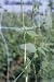 Tools & Hardware : NETTING TRELLIS 6.5 X 30