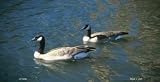 LP-3008 Swimming Ducks License Plate Tags- Full Color Photography