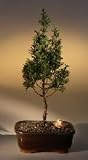 Eastern White Cedar .(chamecyparis thoides andelensis 