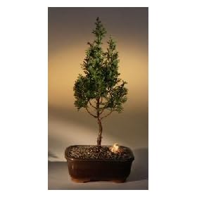 Bonsai Boy's Eastern White Cedar (chamecyparis thoides andelensis "Little Jamie")