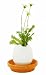 Eggling Kr�uter Basilikum