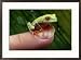 A red-eyed tree frog small enough to fit on a thumbnail Animals Framed Art Poster Print by George Grall, 29x21