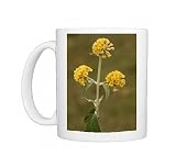 A garden buddleia Photo Mugs