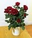 Image of Red Rose Pot Plant