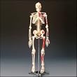 Painted and Numbered Big Tim Skeleton Model CMS65