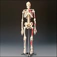 Painted and Numbered Big Tim Skeleton Model CMS65